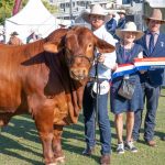 New South Wales genetics dominate the Red Poll ring at Ekka