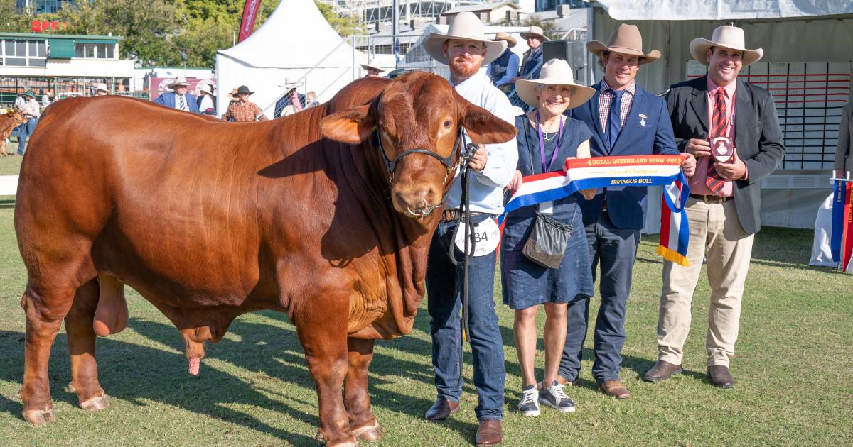 Ekka 2022: Redline Sargent Cortez wins grand champion bull for Redline Cattle Company | Queensland Country Life