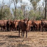 Weaner steers make 410c/$939 at Mareeba | North Queensland Register