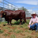 Buyer chasing quality secures the five most expensive bulls at Kenny's Creek