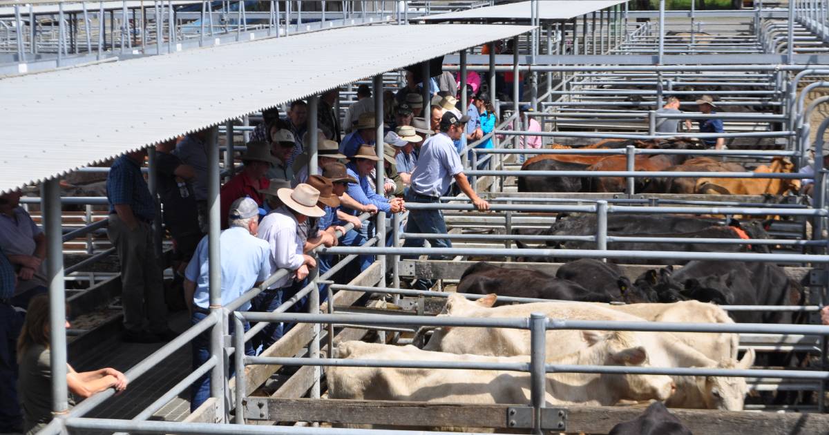 Restockers in pursuit of cows at Maitland