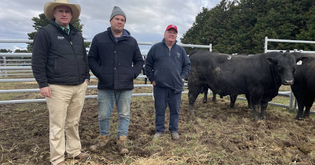 Spring Hill Angus bulls sell to $11,000