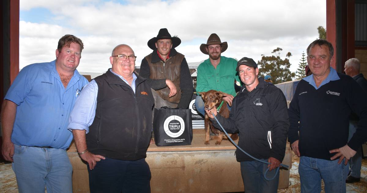 Working dog auction sells to $15,900 top | Farm Weekly