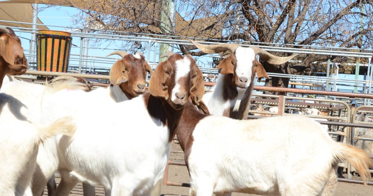 Boer whethers top at Dubbo