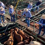 Indonesian students learn about biosecurity at Katherine Rural Campus