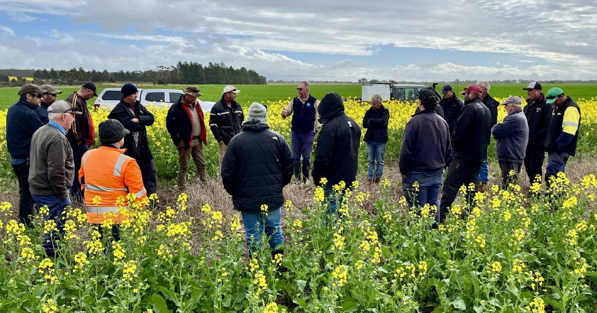 Field walks highlight mice damage in WA crops | Farm Weekly