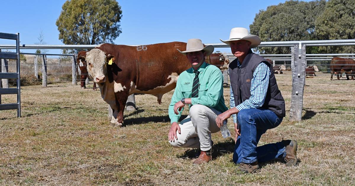 Talbalba’s 2022 bull sale reaches $91,000 high | Queensland Country Life