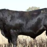 Weaner steers top at 682c, average 565c at Gracemere | North Queensland Register