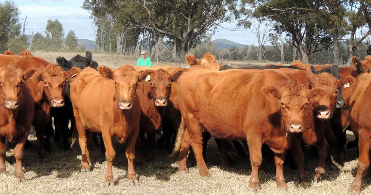 AuctionsPlus throughput down as market pauses