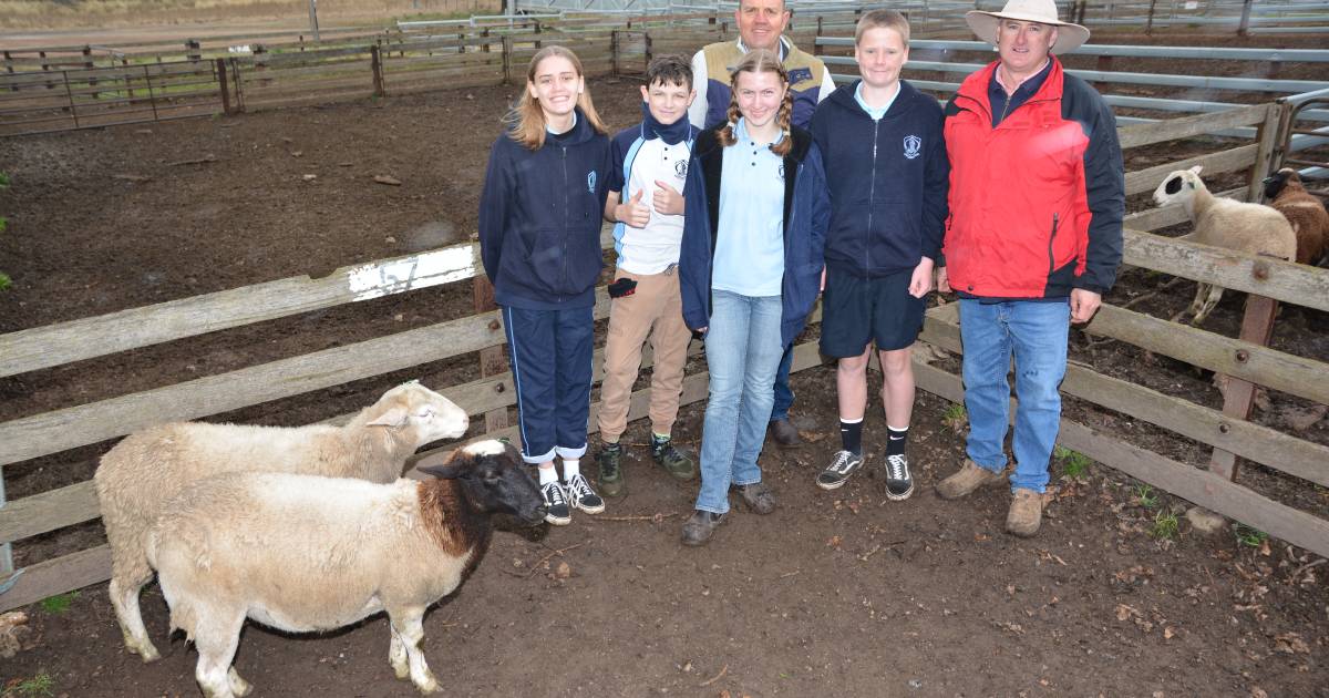 How to sell lambs in your local saleyard: 3.5 hours from Woolgoolga