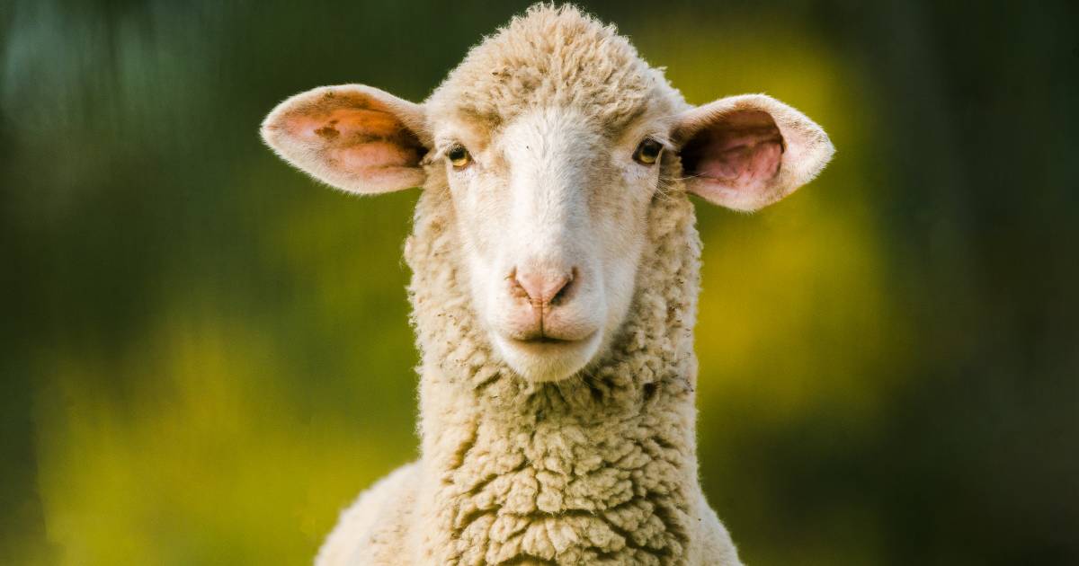 SA, first to commit funds to national sheep and goats eID