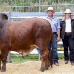 Injemira Robert Redford Q287’s $160,000 Australian Hereford record legacy | The Land