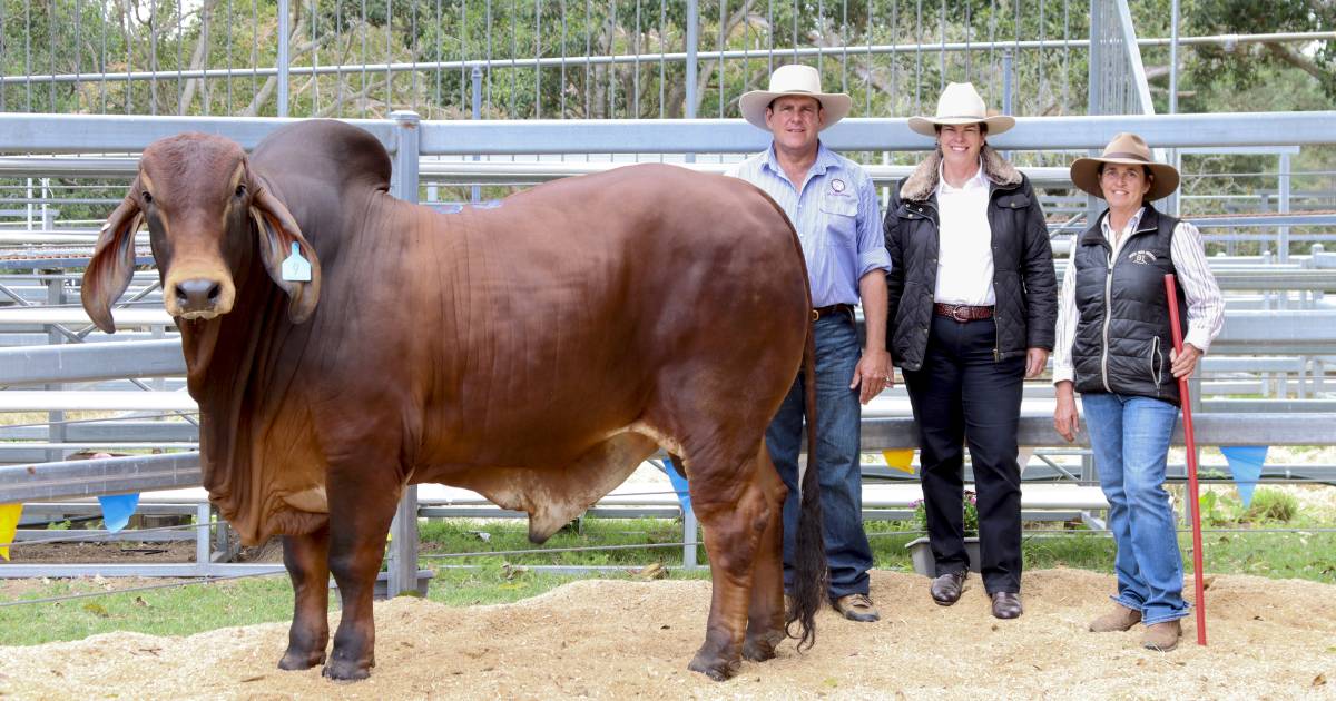 Woolooga Select Sire Brahman Sale average up on last year