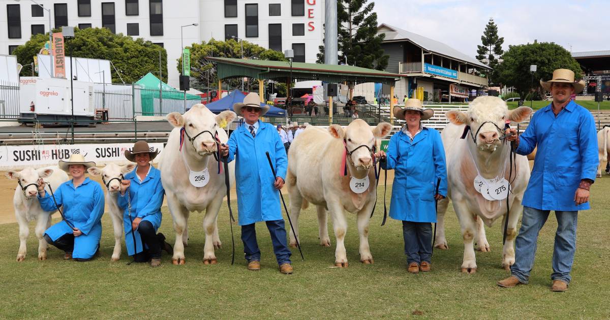 Ekka 2022: DSK Charolais stud scores wins with ANC Kind genetics | Queensland Country Life