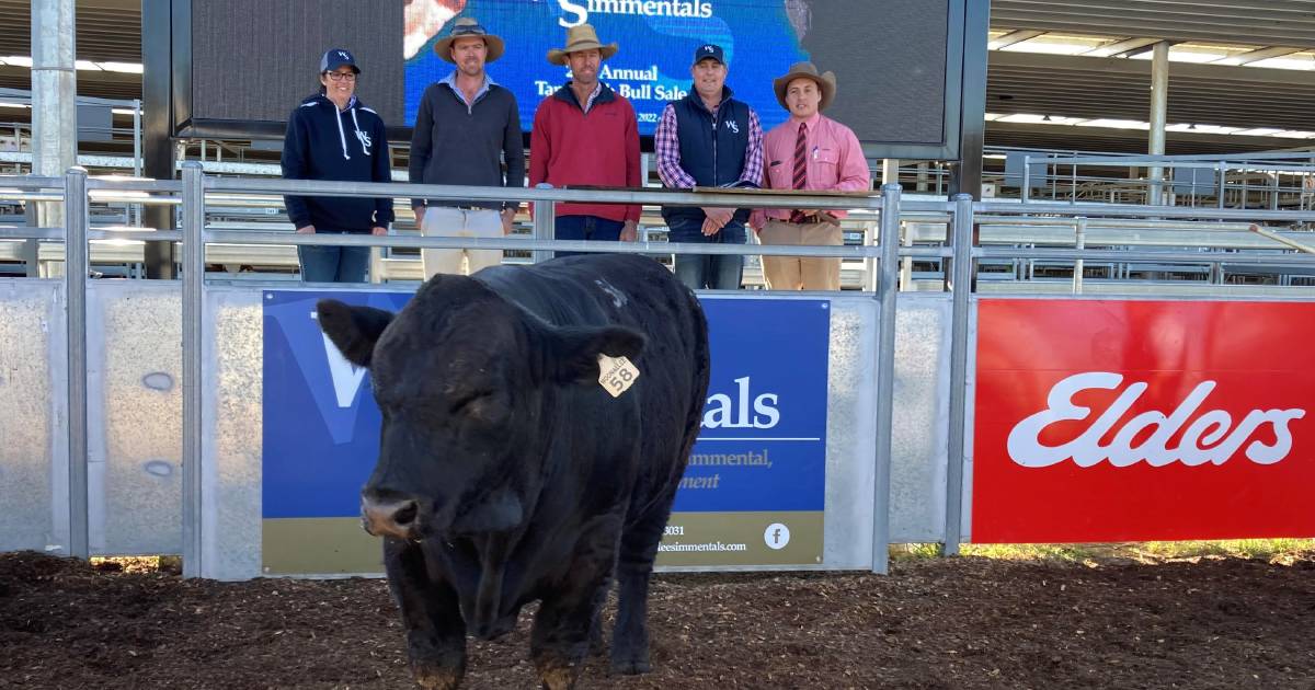 Queensland buyers snap up 44 of 63 Woonallee Simmentals at Tamworth