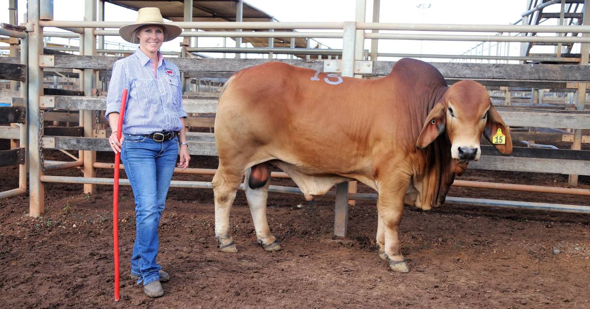 Roma Brahman and Queenslander sale makes a top price of $17,000 | Queensland Country Life