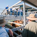 Little July joy for cattle exporters