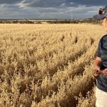 Good yarding of weaners offered at Monto