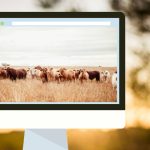 Store cattle ease at Bega