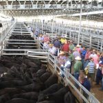 Slaughter cattle strengthen at Emerald