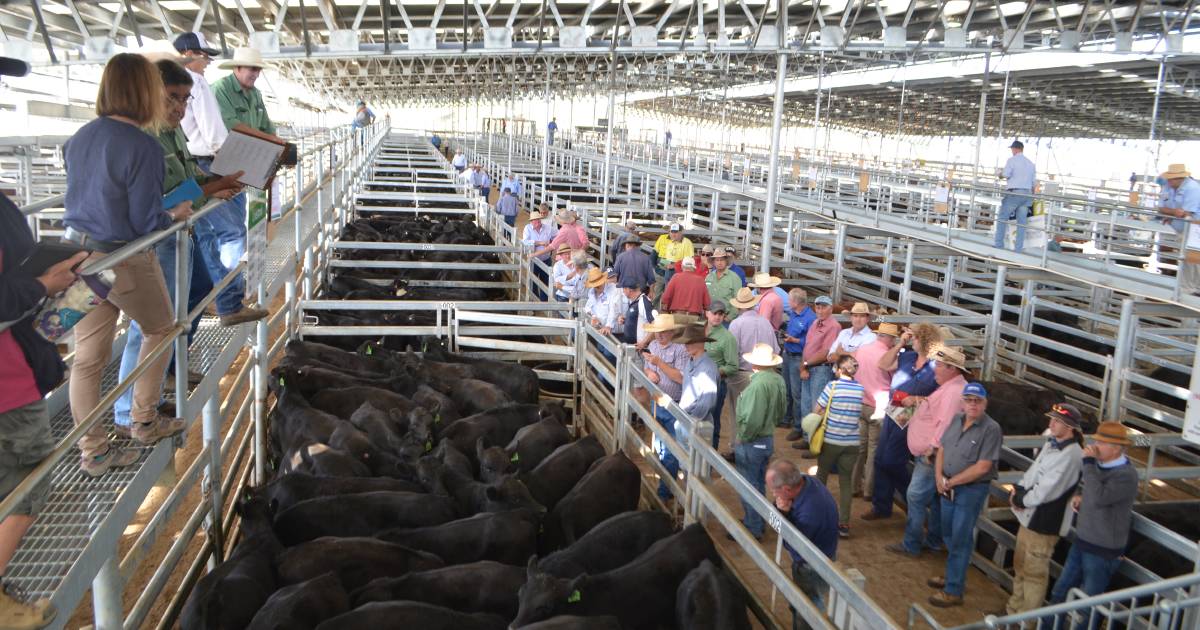 Price trends dearer, but supply limited at Yass