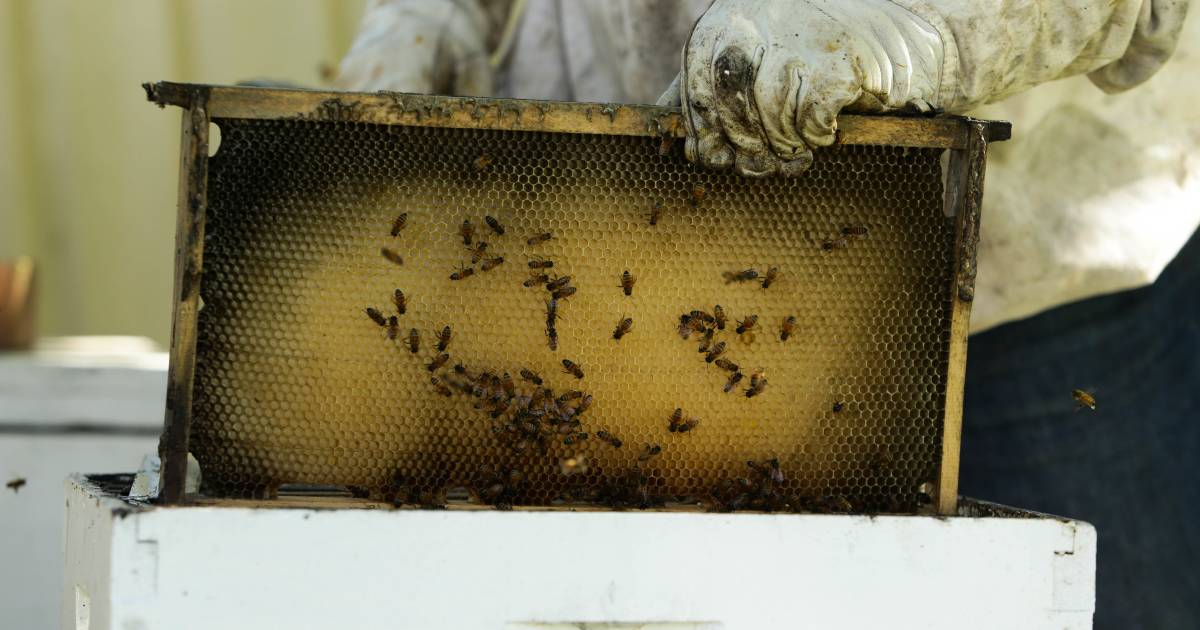 Bee keeper's plea to avoid varroa mite eradication