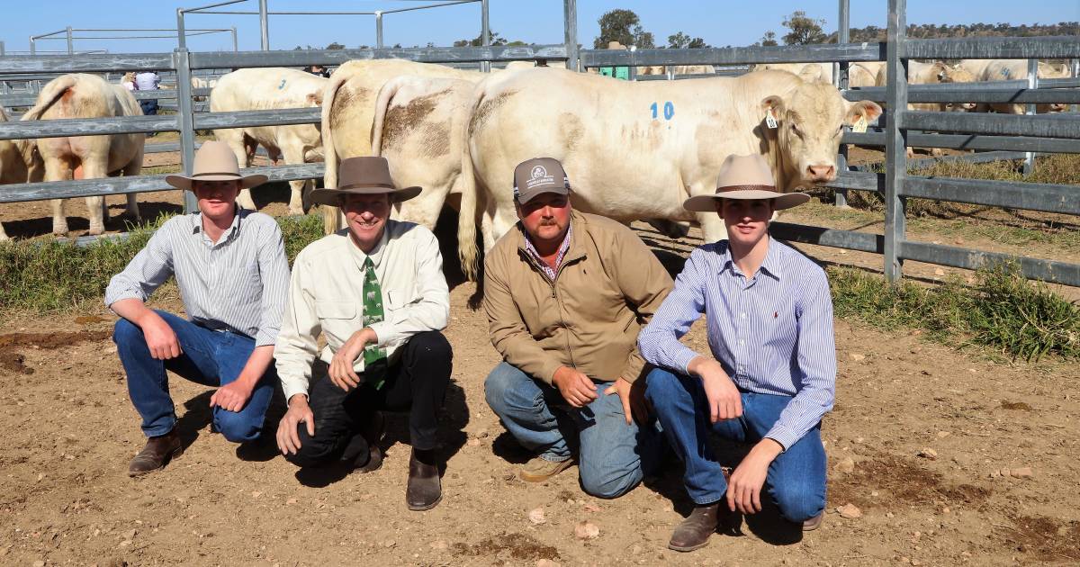 ANC Charolais bulls sell to a top of $42,500 and average $13,764 | Queensland Country Life