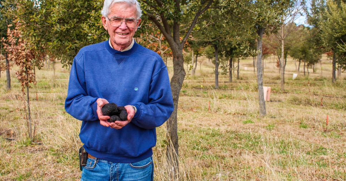 Mixed bag for truffle growers