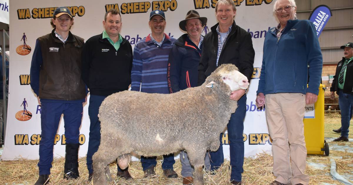 $50,000 East Mundalla ram at WA Sheep Expo & Ram Sale | Farm Weekly