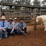 Hazeldean up the ante at annual Drillham sale