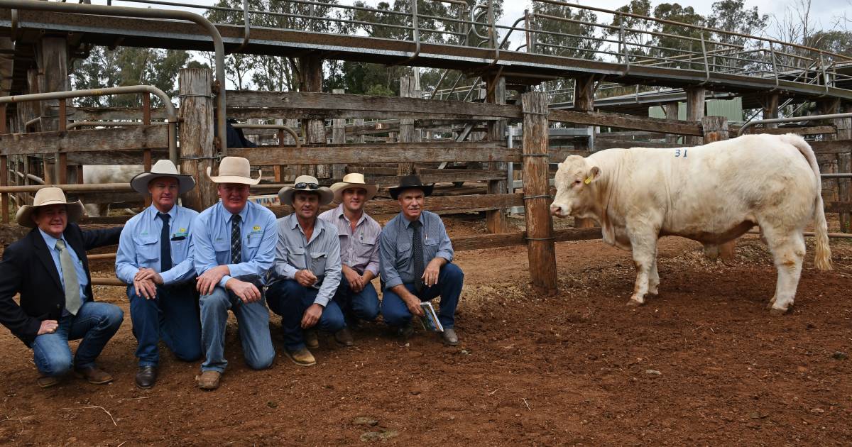 Coolabunia Classic Charolais sale topped at $29,000 by Charnelle Charolais stud | Queensland Country Life