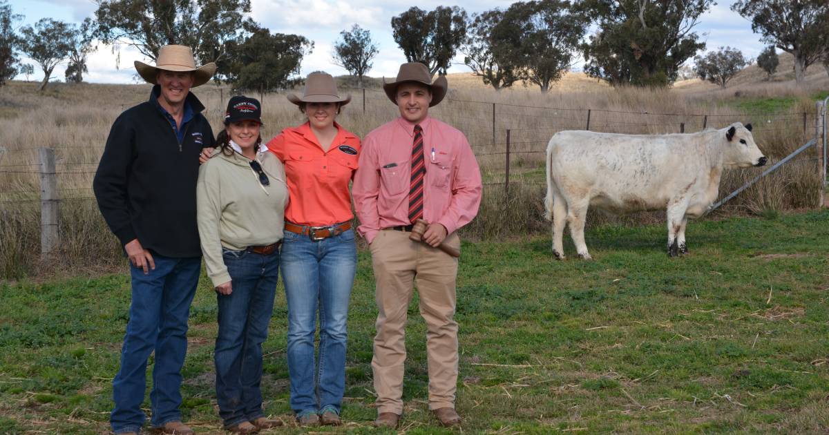 Oakey Creek Speckle Park heifer tops sale at $30,000 as 24 bulls sell to $21,000 averaging $13,250 | The Land