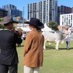 Diamond stud shines bright in Ekka's Angus ring