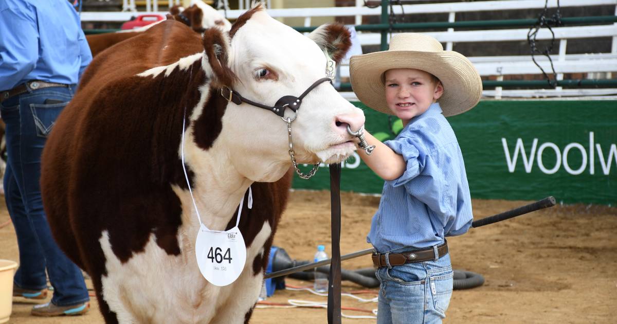 Herefords take centre stage at Ekka 2022