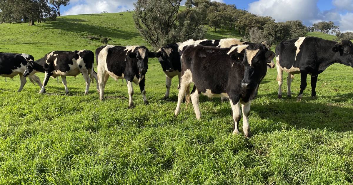 Quality store cattle heading for Boyanup