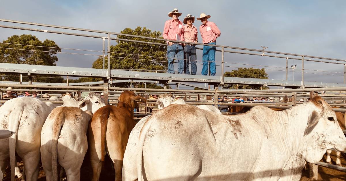 Charters Towers store sale sees dearer weaner market