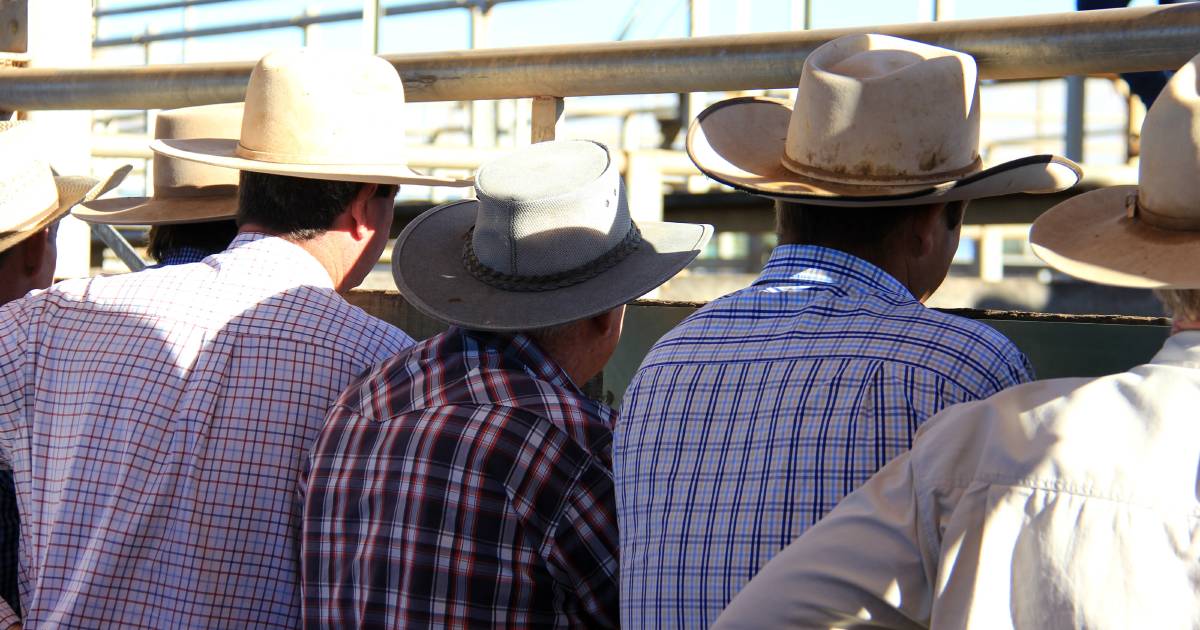 Young cattle dearer at Gympie