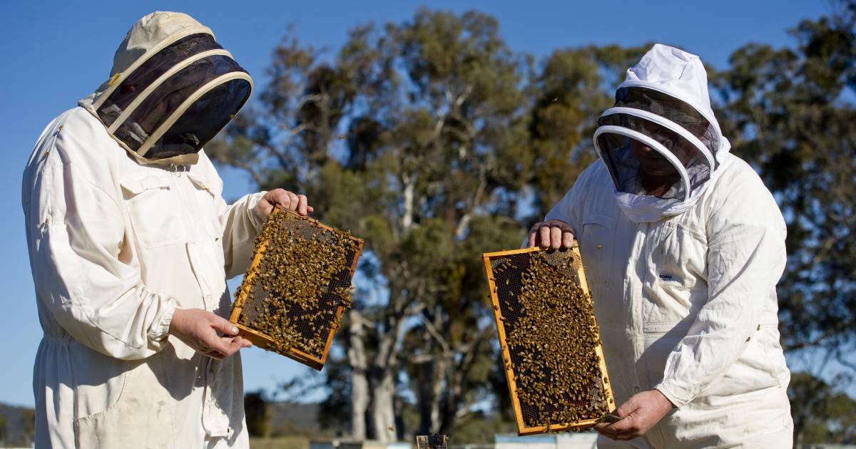 Strict lockdown for North Coast beekeepers in the wake of Varroa incursions appear to be holding the red line against further infections. | The Land