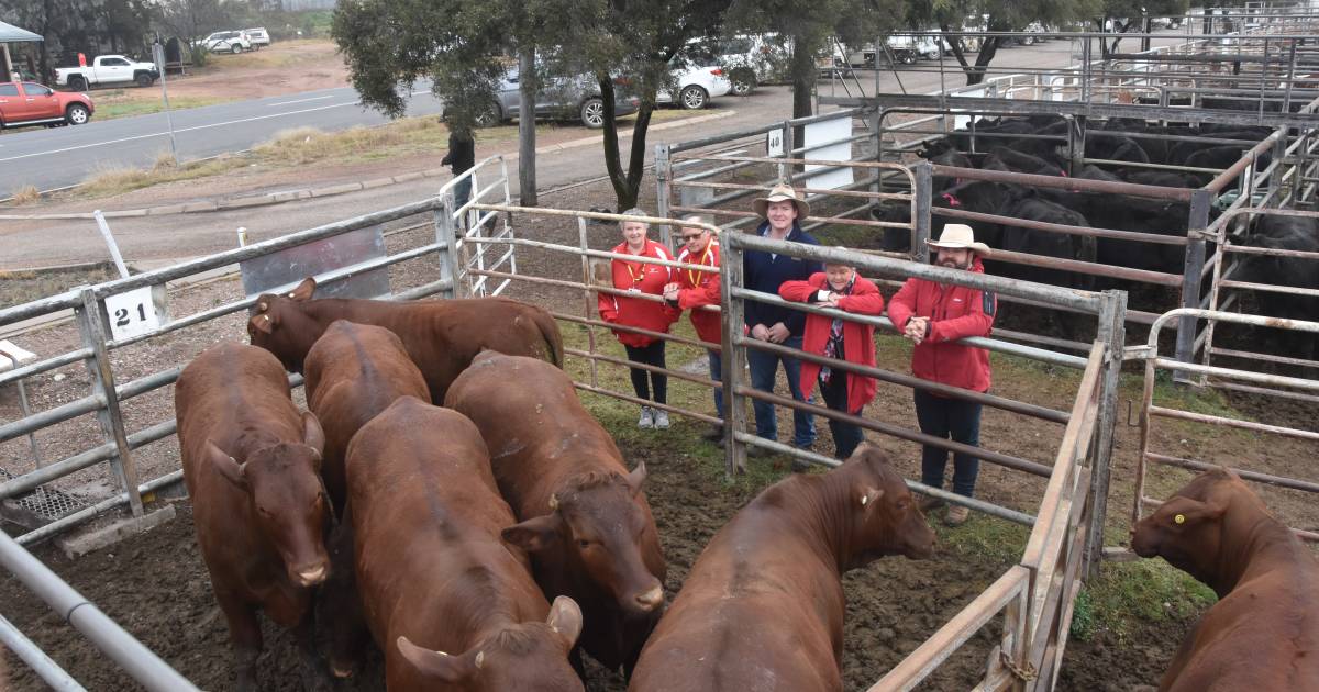 Win a Pen of Santa Steers sell for $2876/hd