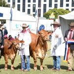 Ekka 2022: Diamond Angus stud claims champion Angus cow while Stephen Hayward and Kelly Smith take out champion bull | Photos | Queensland Country Life