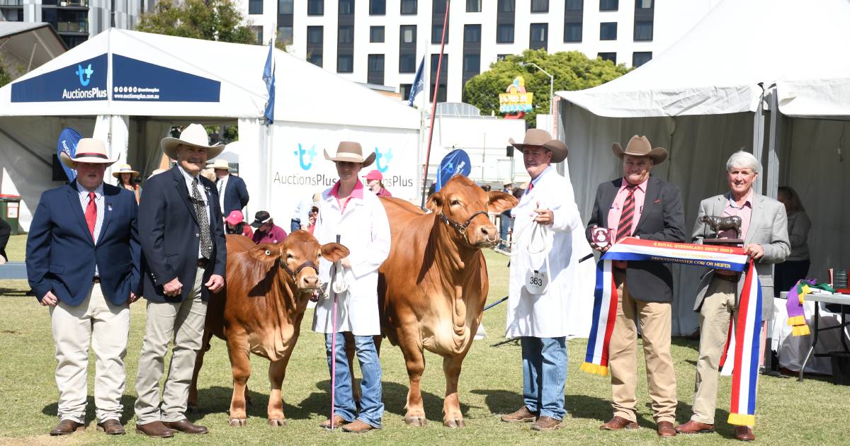 Droughtmasters celebrate 60 years with cracking Ekka competition