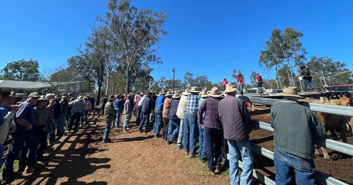 Strong market for PTIC cows at Eidsvold