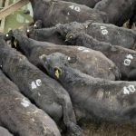 Surat graziers learn about the benefits of dung beetles | Queensland Country Life