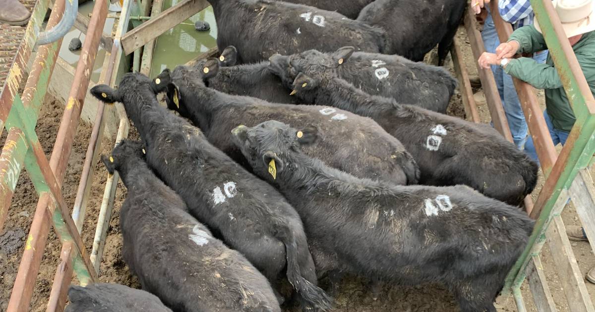 Black Angus light vealer steers make 719c/$1348 at Moreton | Queensland Country Life