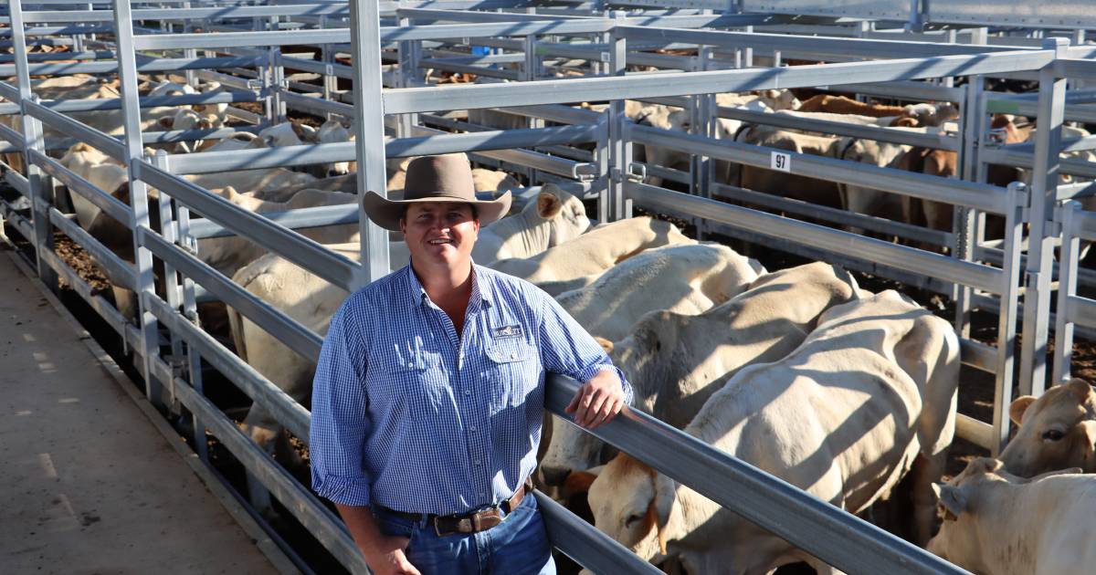 Store cows to $1746 at Biggenden