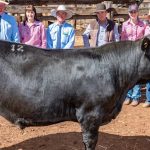 High Country Droughtie bulls to $18,000