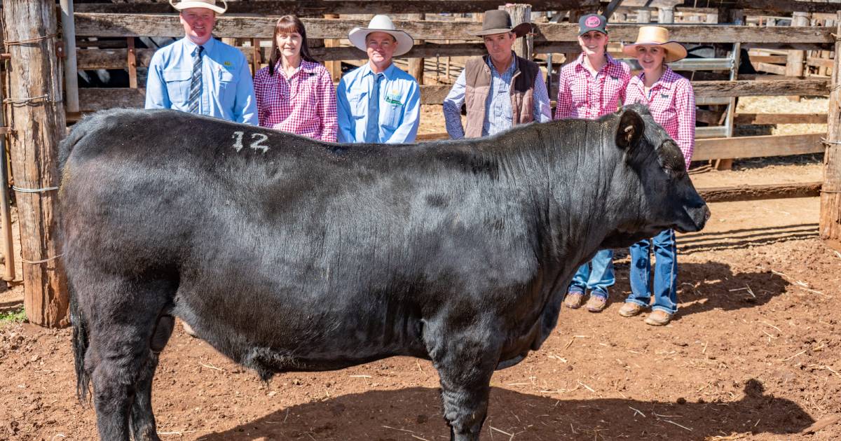 Inaugural Aussie Angus Brangus sale exceeds expectations