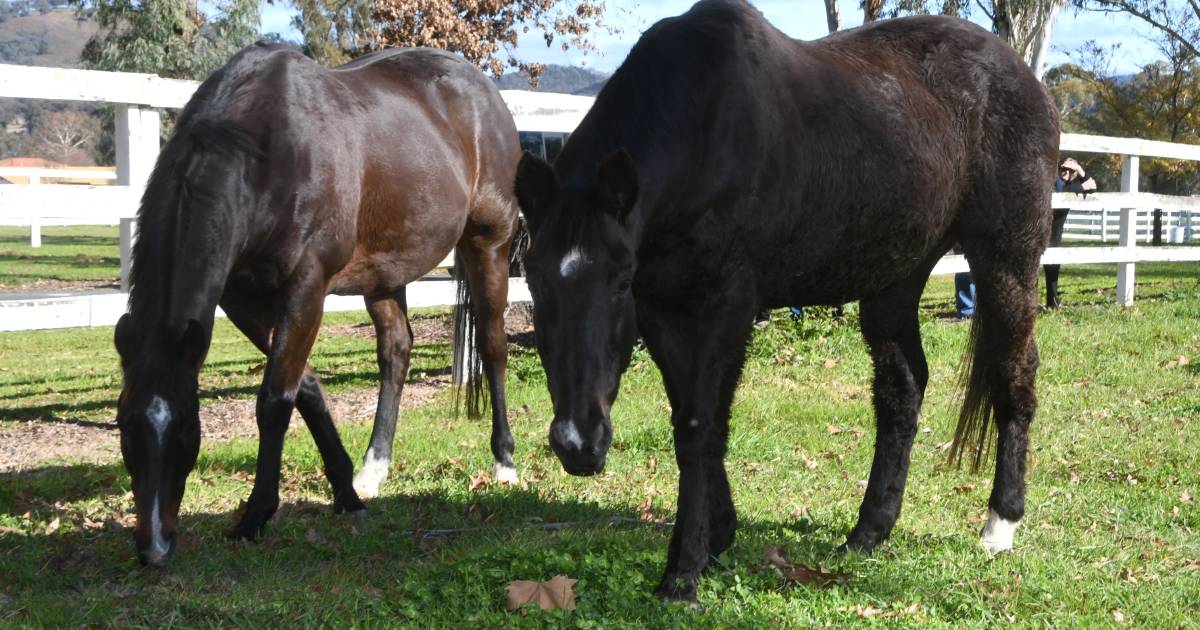 Memorable gallopers Desert War, Laser Hawk and Don Eduardo grace Mudgee paddocks | The Land