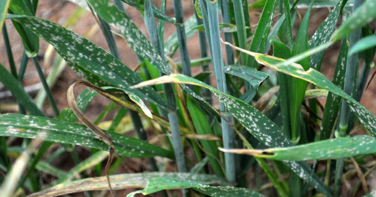 Powdery mildew detected in the Mid West