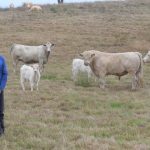 Glanmire Murray Grey breeder Annika Collins lives a busy, but happy, life | The Land